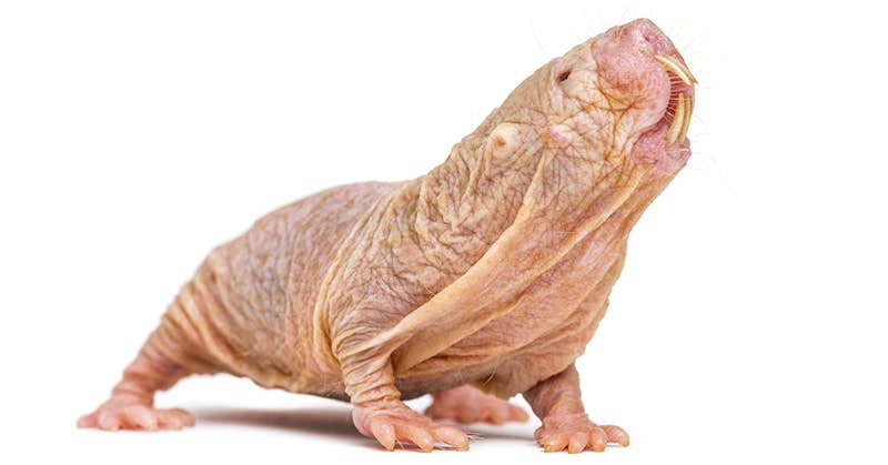 Is The Naked Mole Rat Our Fountain Of Youth? about false