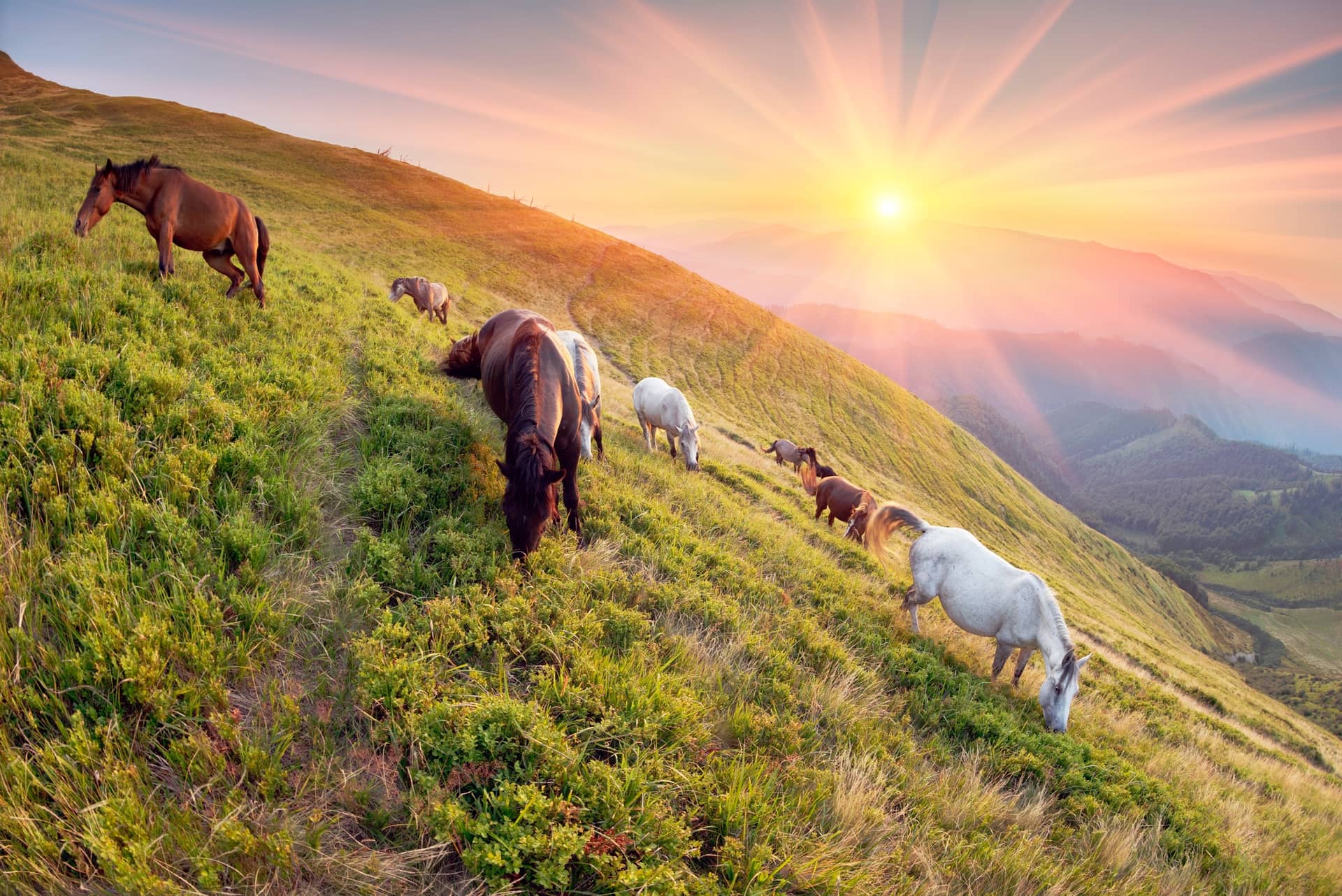 Animals Don't Age about undefined