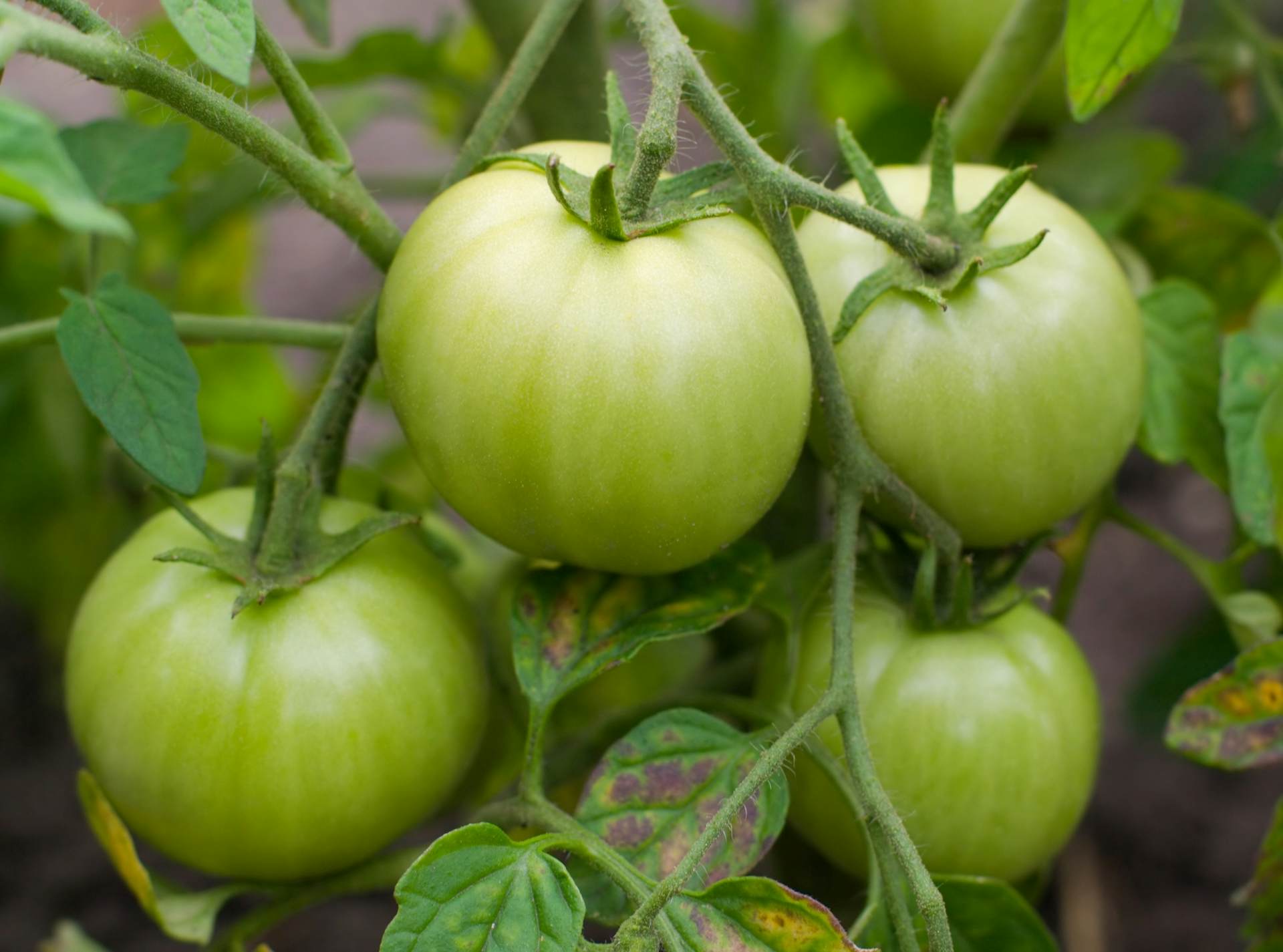 Tomatidine in Green Tomatoes Fights Aging about undefined