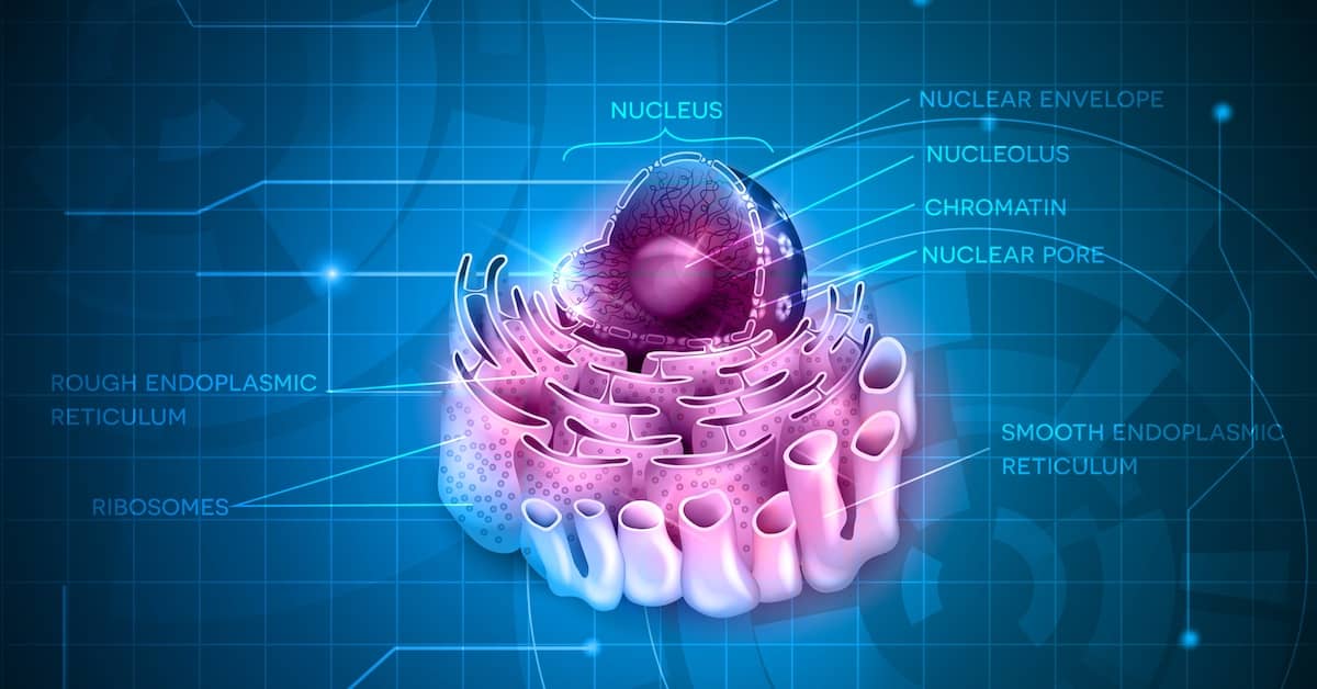 Previously Overlooked Part of the Cell May be Key to Aging about undefined