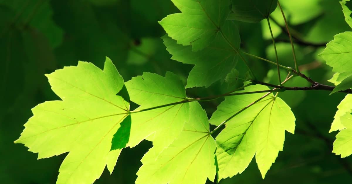 This Leaf Could Hold the Key to Slowing the Aging Process about undefined