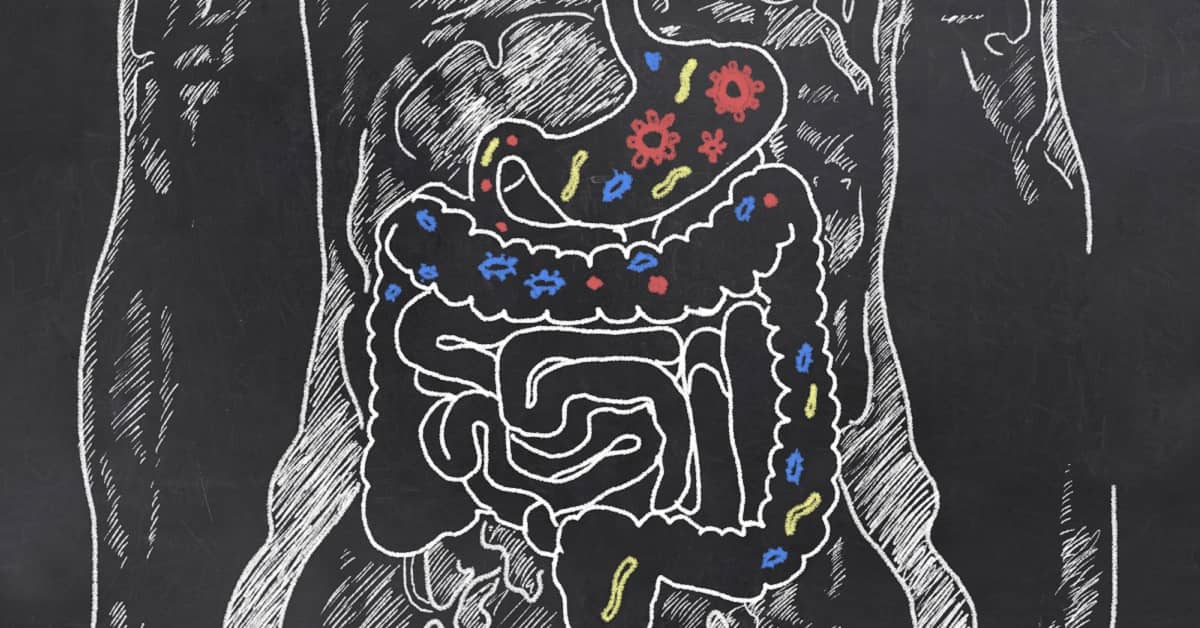 The Gut May Hold the Key to an Extended Lifespan about undefined