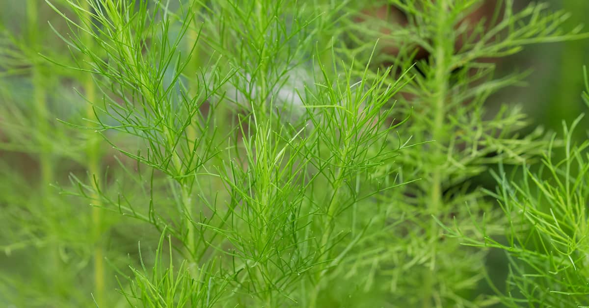 Herbal Extract Might Help You Live 40 Percent Longer about undefined